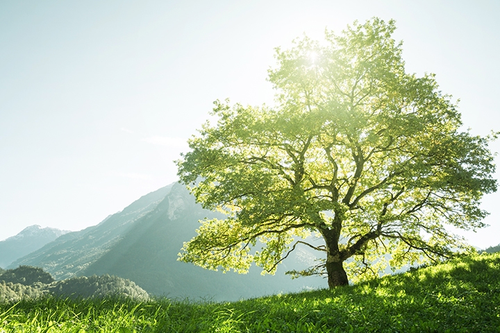 tree in sunshine